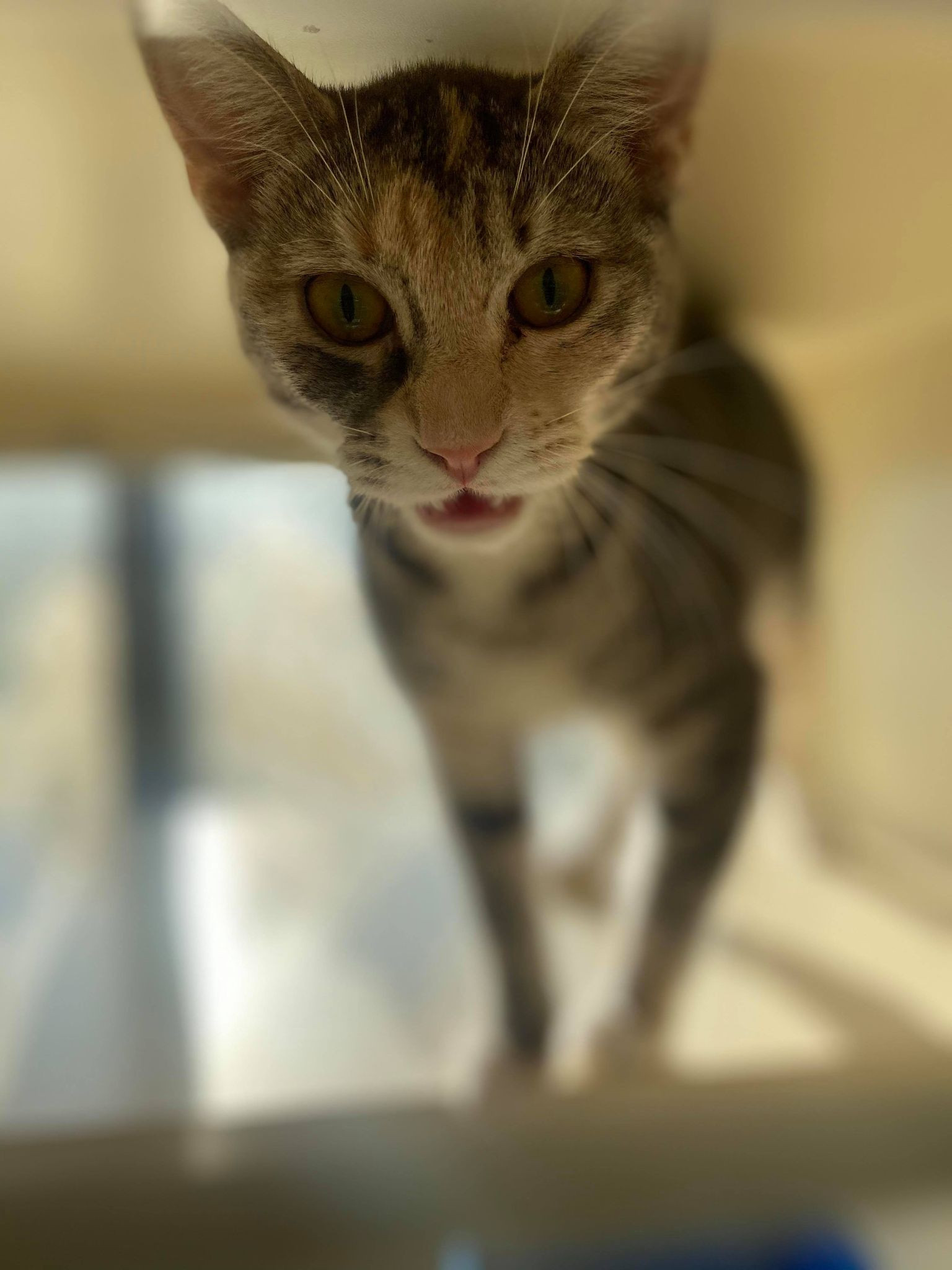 animal photo