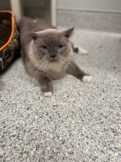 animal photo