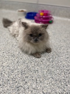 animal photo