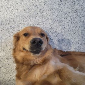 animal photo