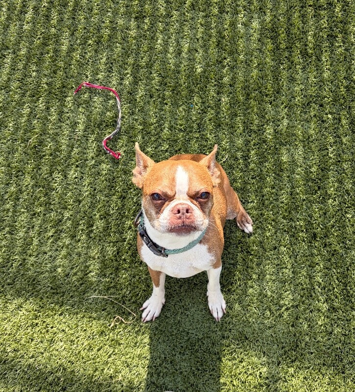 animal photo