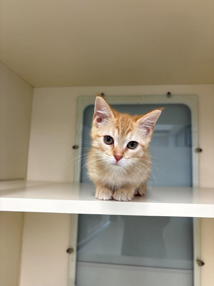 animal photo