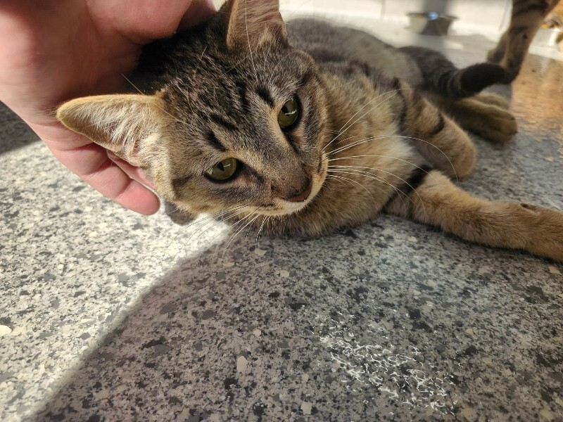animal photo