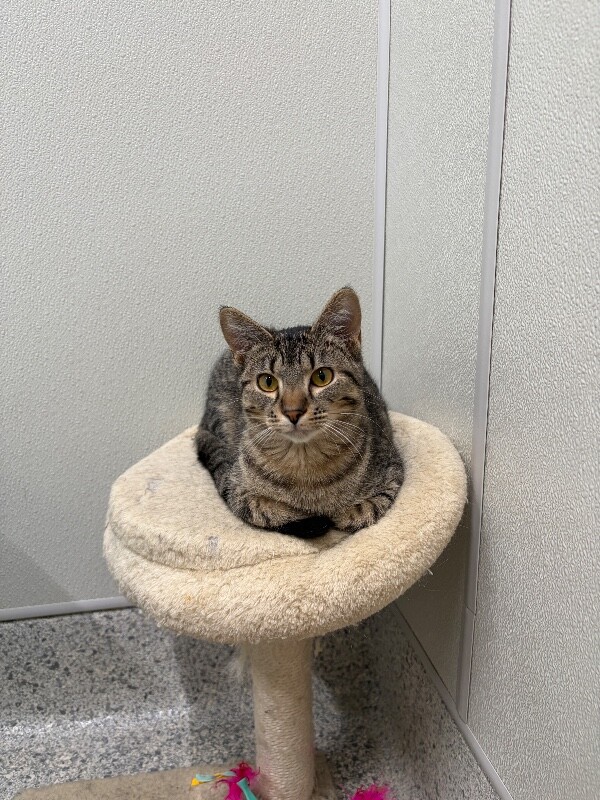 animal photo