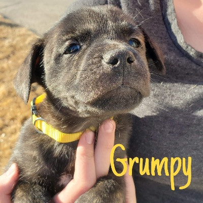 big bones dog rescue