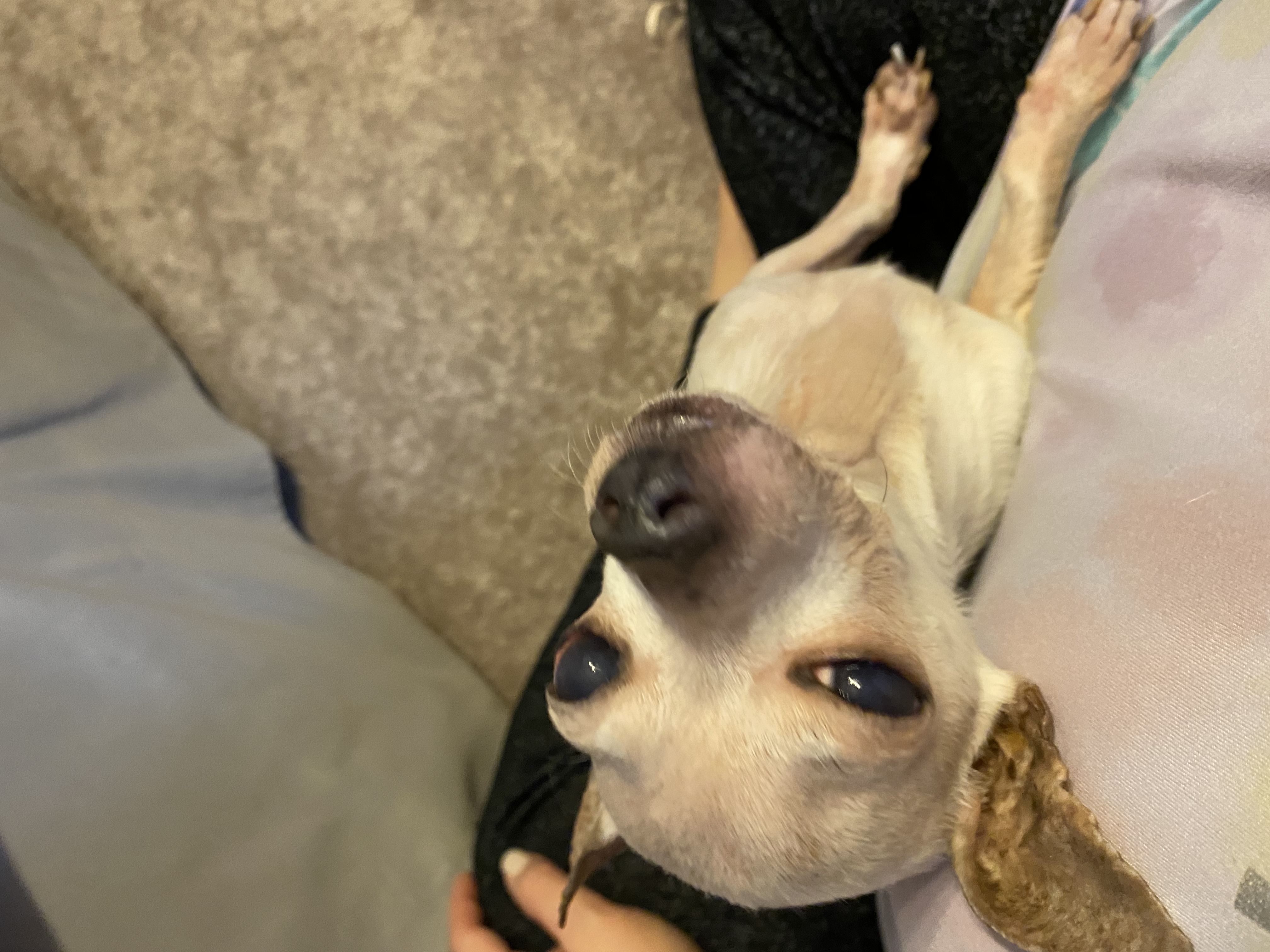 big bones dog rescue