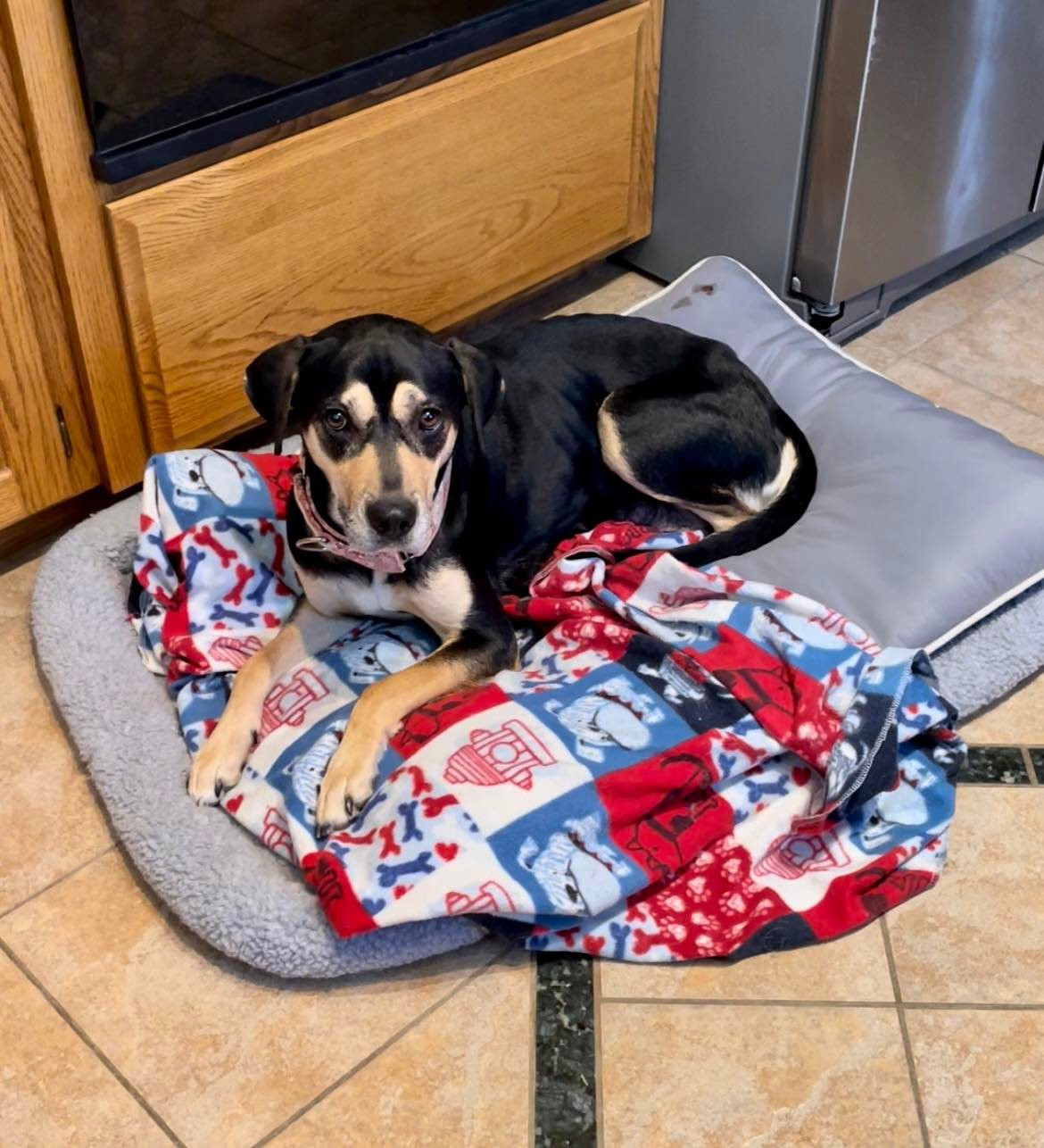 big bones dog rescue