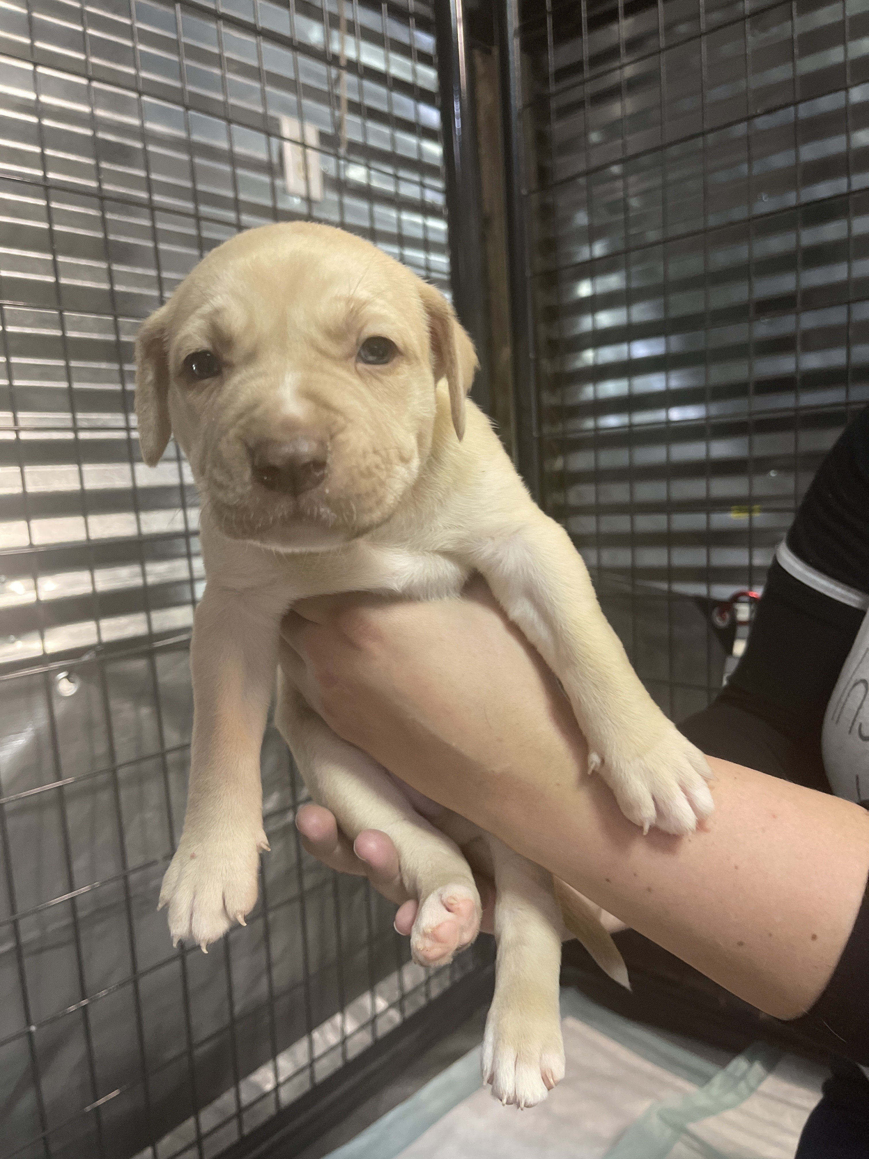 big bones animal rescue