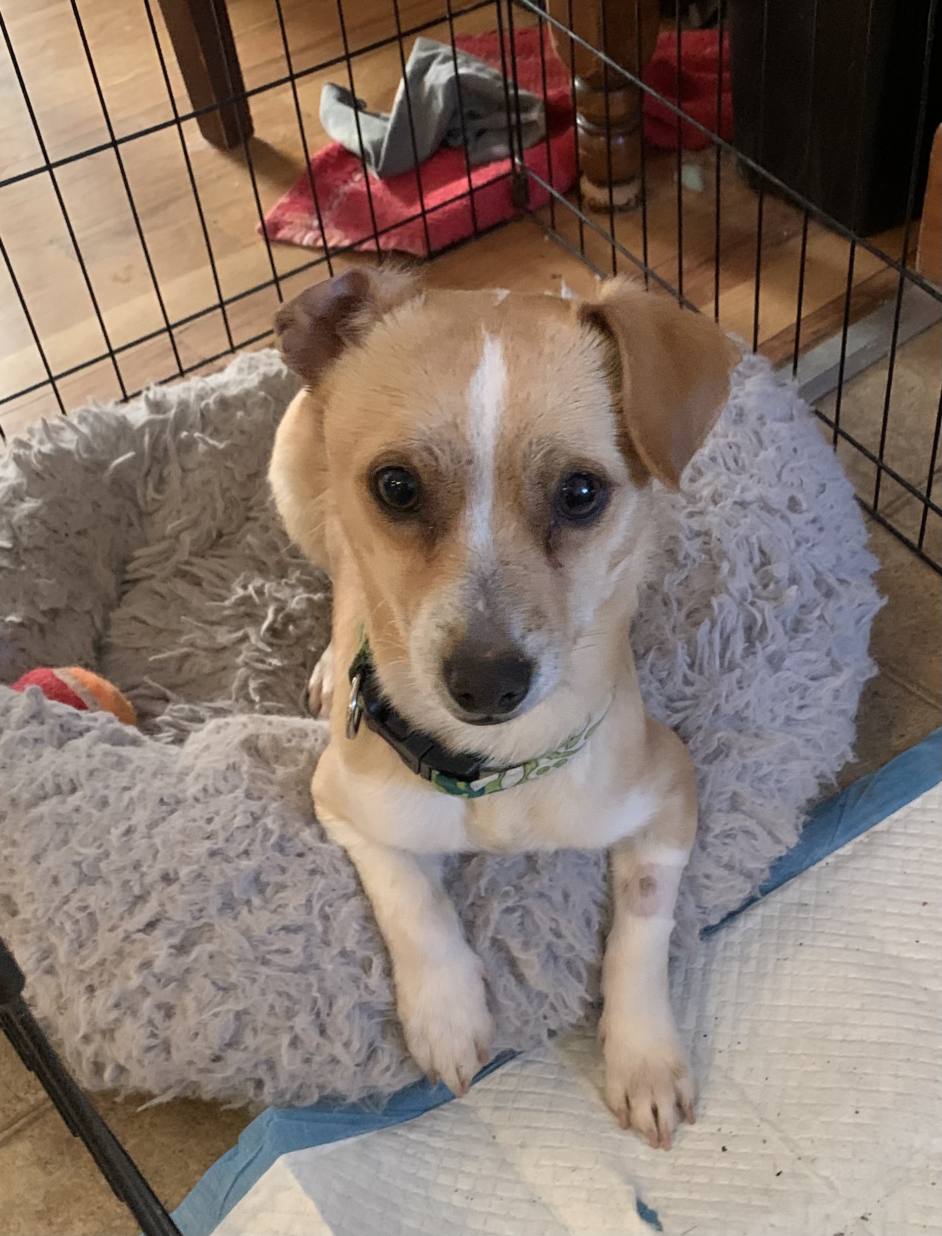 big bones animal rescue