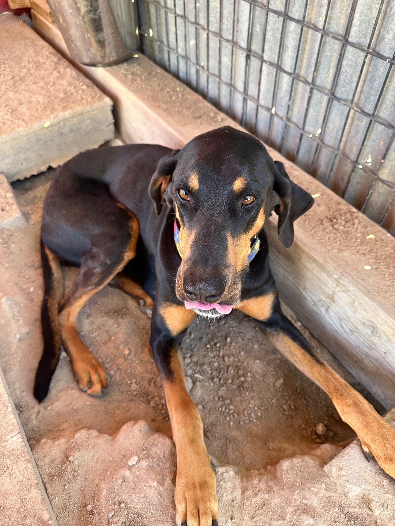 Doberman Pinscher Lab Mix
