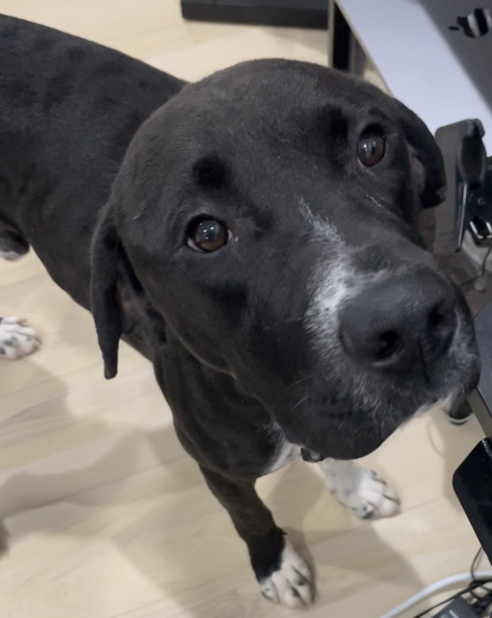 Great Dane Black Lab Pitbull Mix