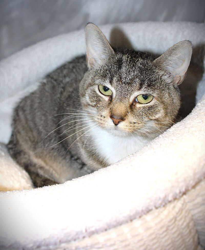 Animals First Adopt
