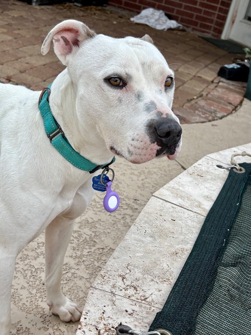 Sage the Queen of Puppy Love