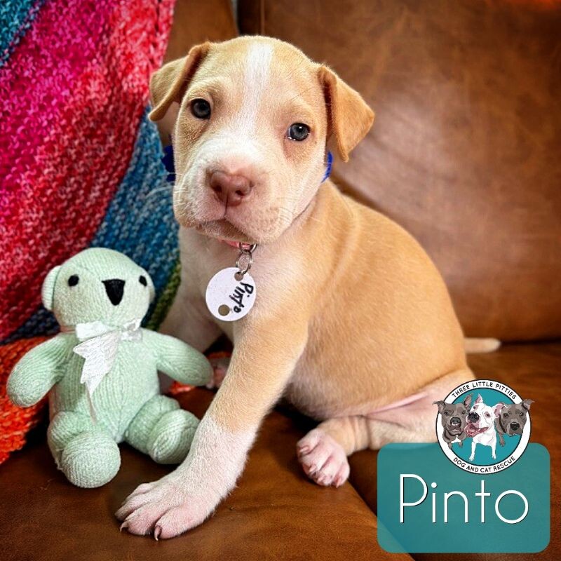 Top baby pitbulls for adoption Shop