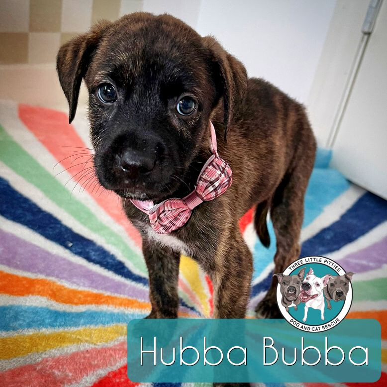 Paws Rescue Sunday Dog Adoptions Near Me Canine Rescue Cute Dogs