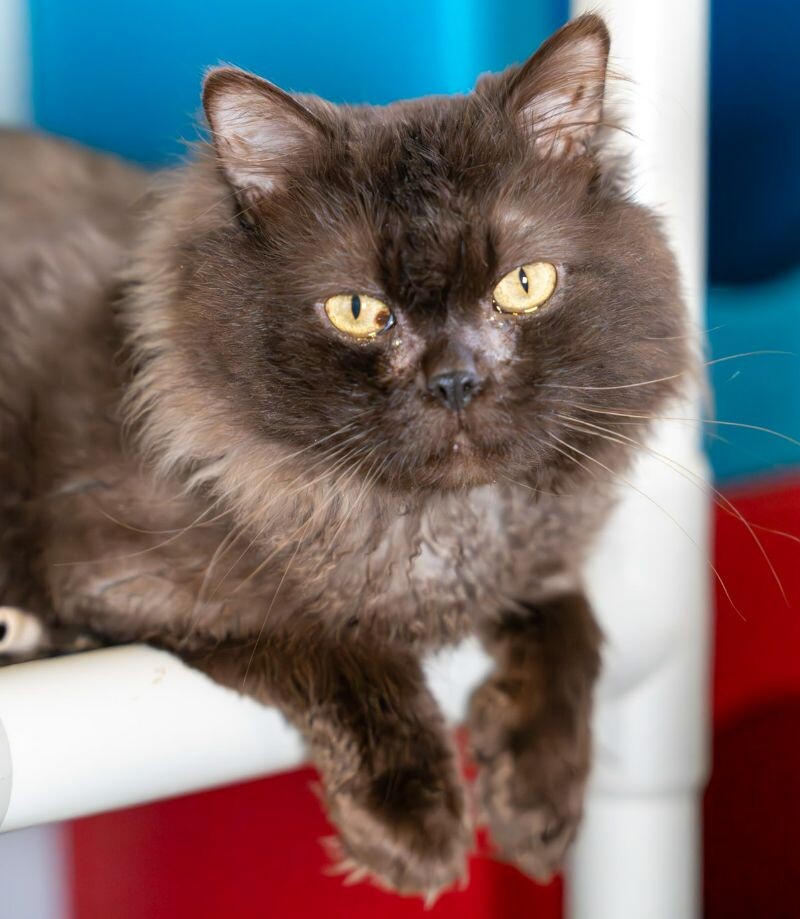 Photo of Minerva