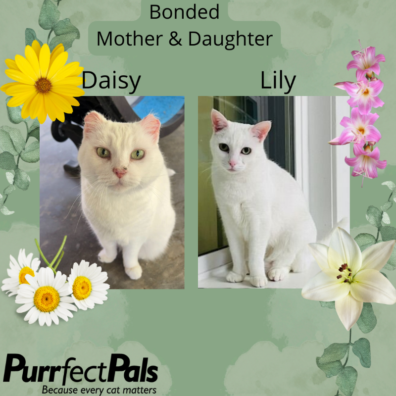 Photo of Lily