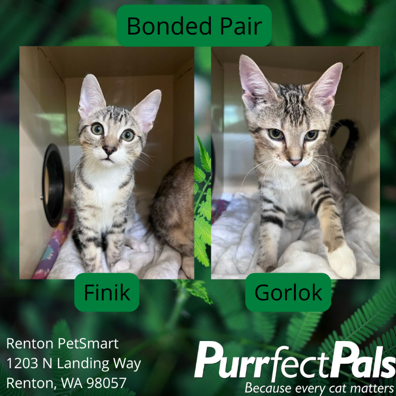 Photo of Finik