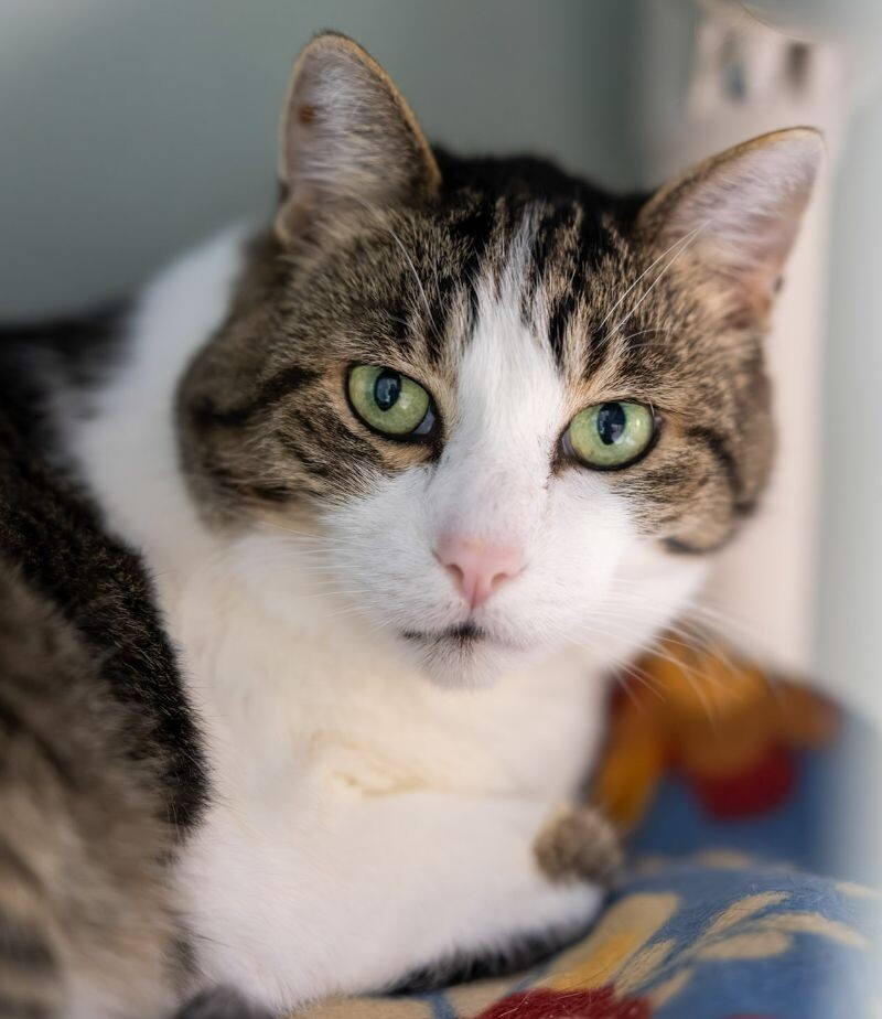 Photo of Bobbie (Buddy)