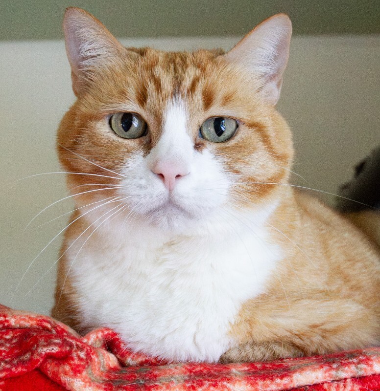 Photo of Ginger
