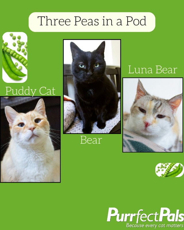 Photo of Puddy Cat