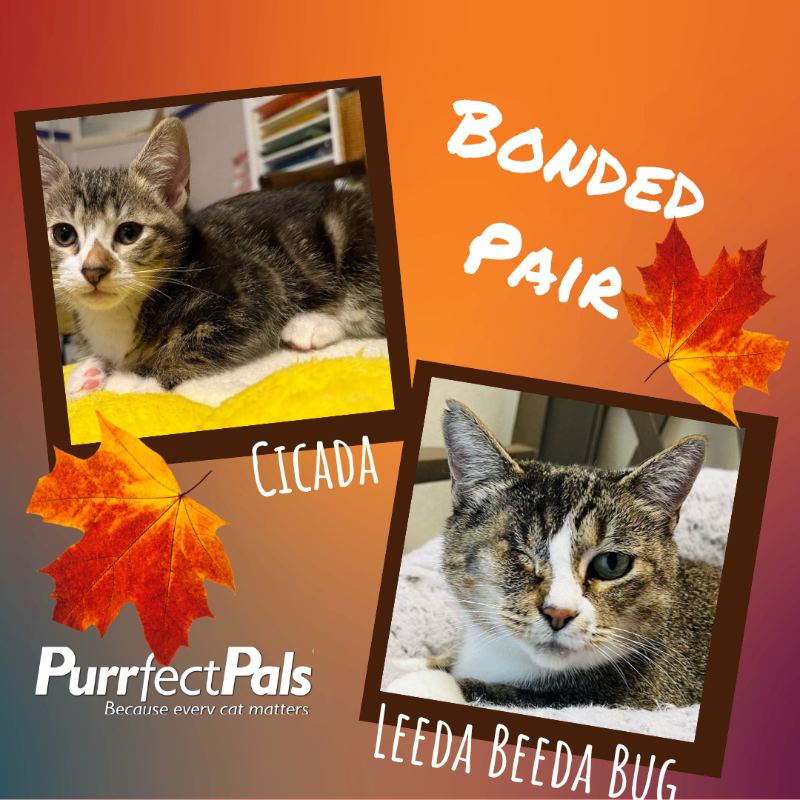 Photo of Leeda Beeda Bug