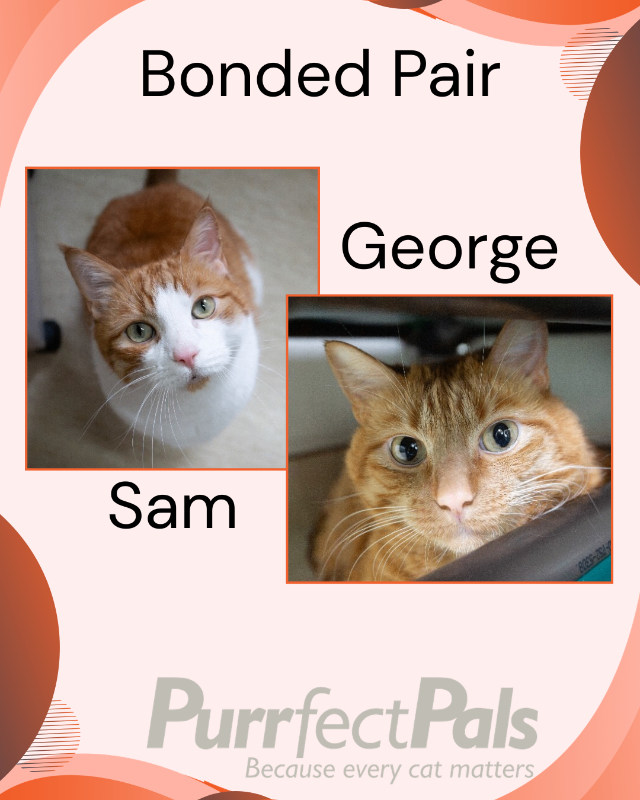 Photo of Sam