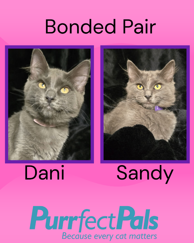 Photo of Dani