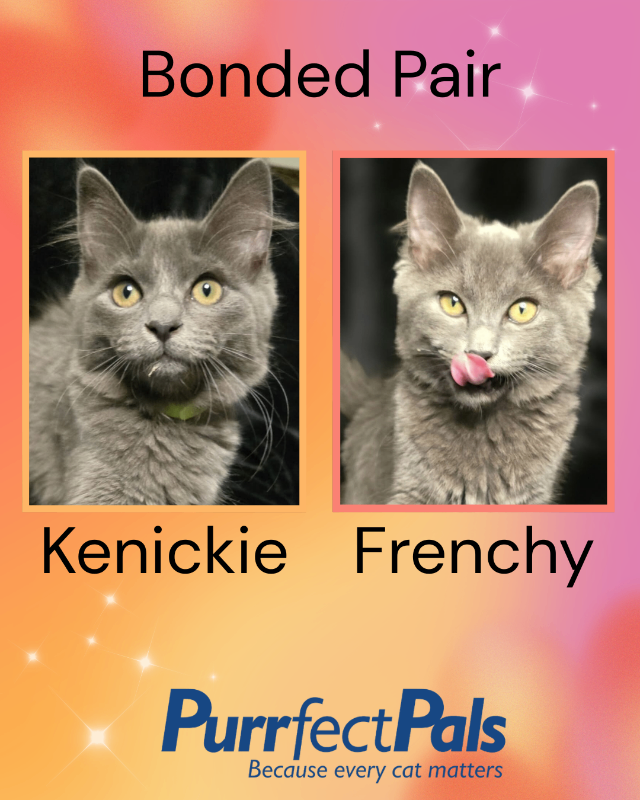 Photo of Kenickie