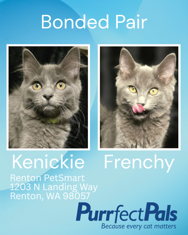 Photo of Kenickie