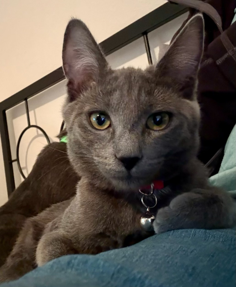 Photo of Sashimi