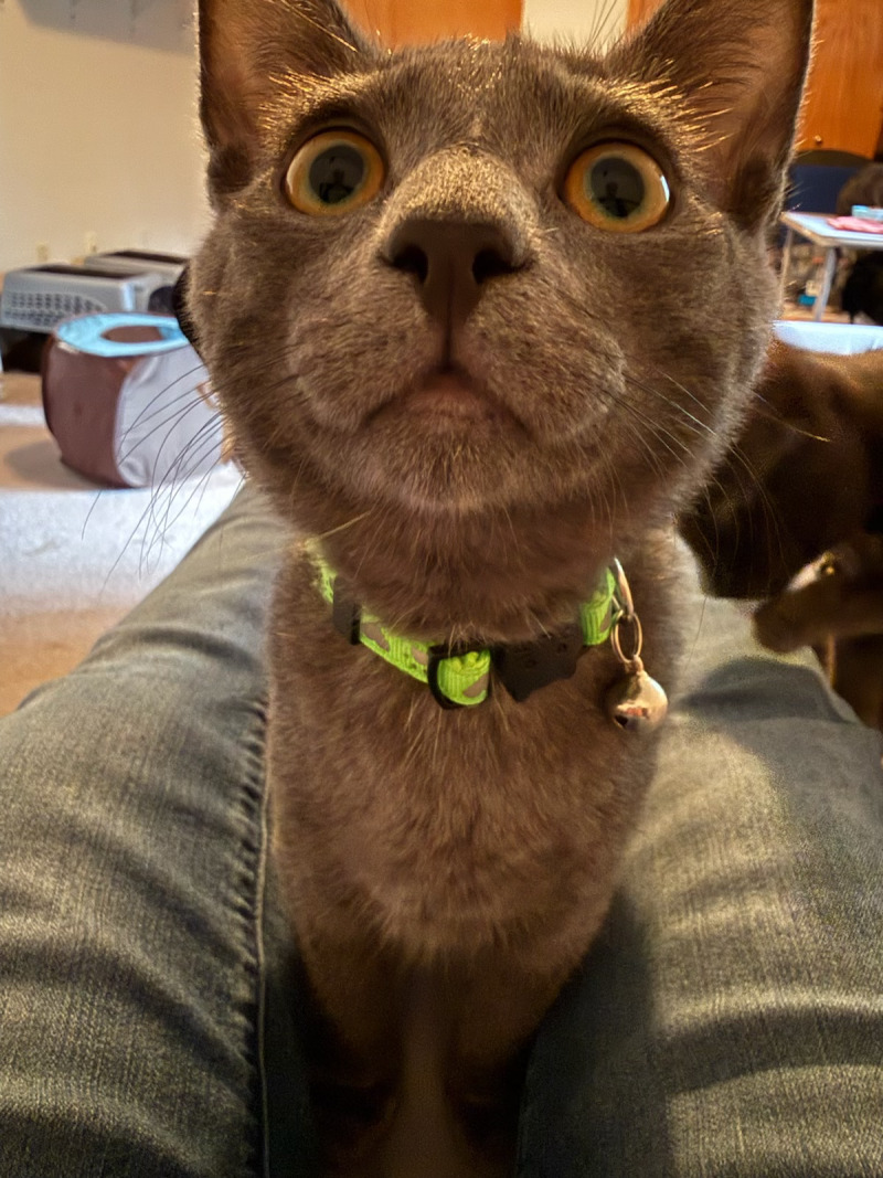 Photo of Sushi
