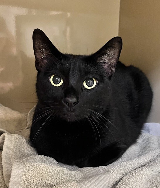 Photo of Midnight