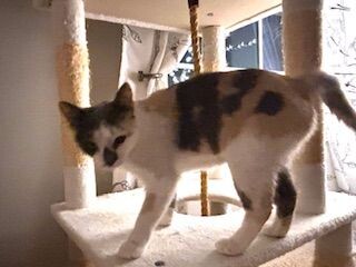 Stray Cat Blues Rescue: Transforming Lives One Cat at a Time