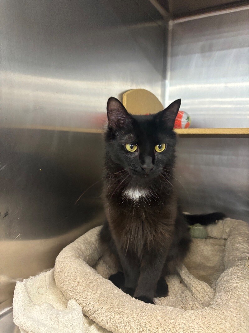 Stray Cat Blues Rescue: Transforming Lives One Cat at a Time