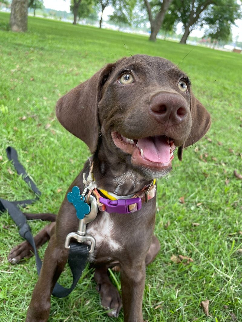 Chocolate Lab Beagle Mix
