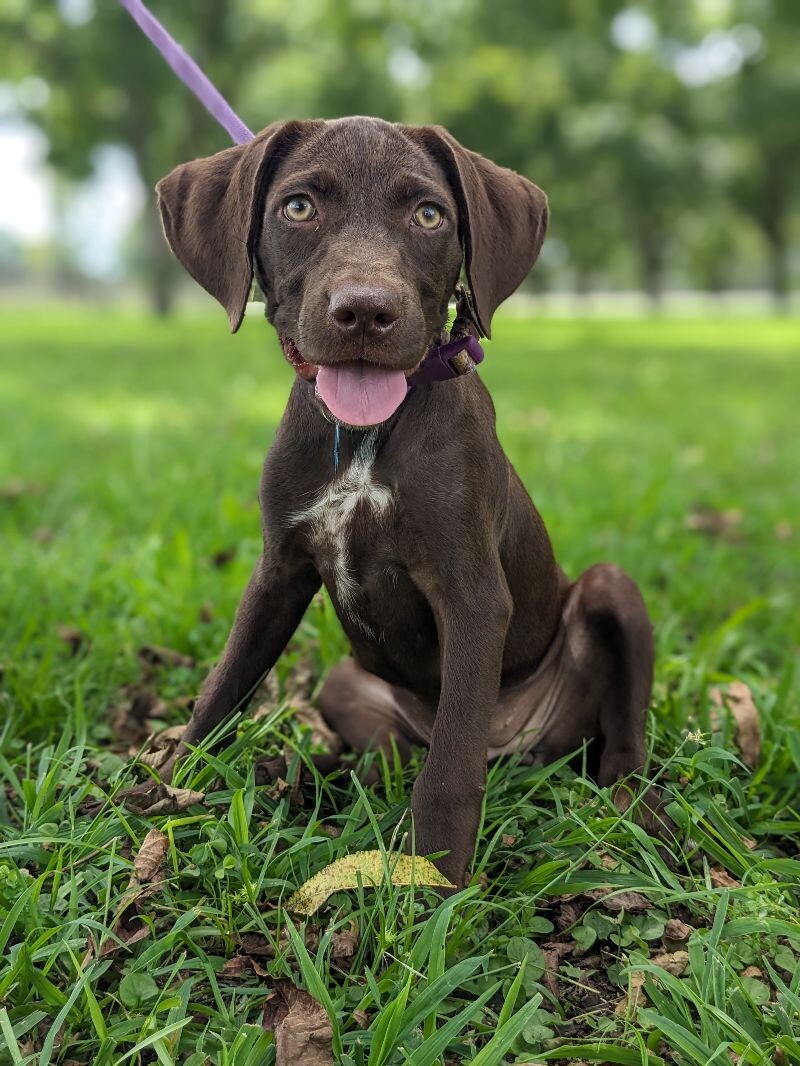 Chocolate Lab German Shorthair Mix