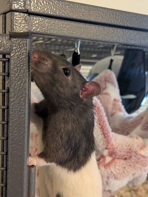 Baby Rats For Adoption