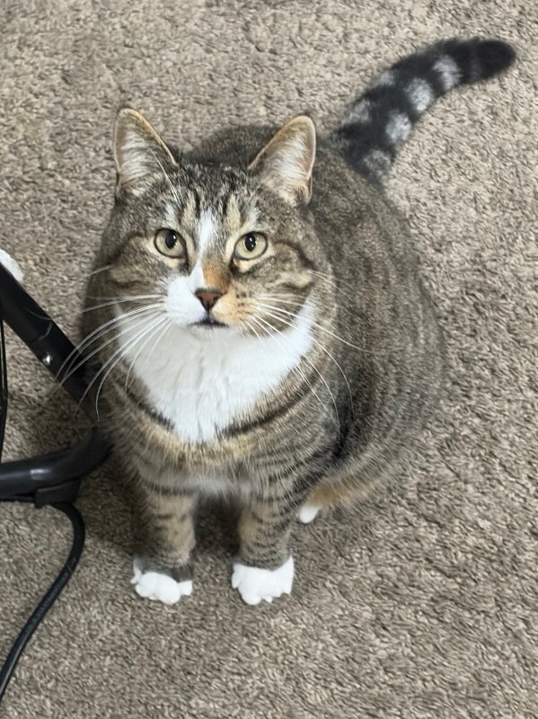 Picture of the Animal Listed