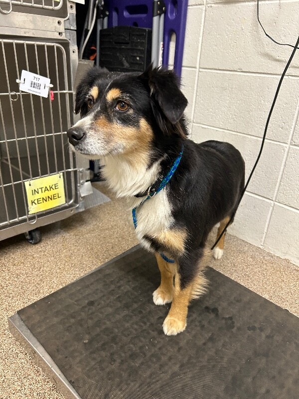 Picture of the Animal Listed