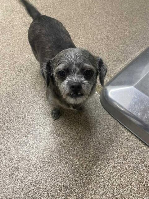 Picture of the Animal Listed