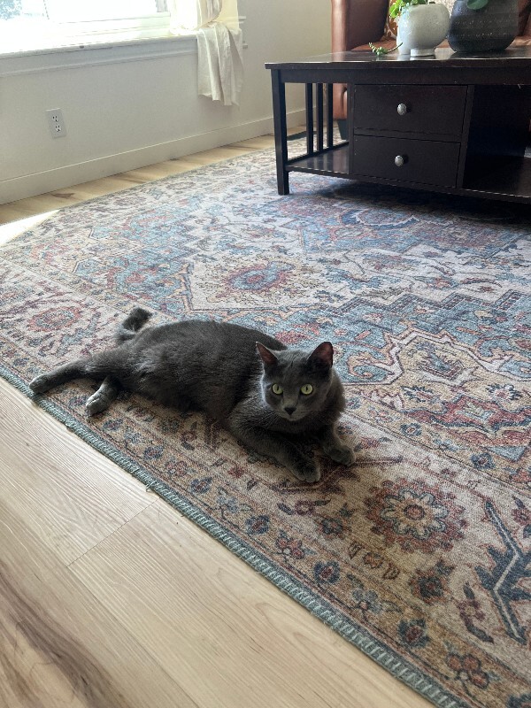 Picture of the Animal Listed