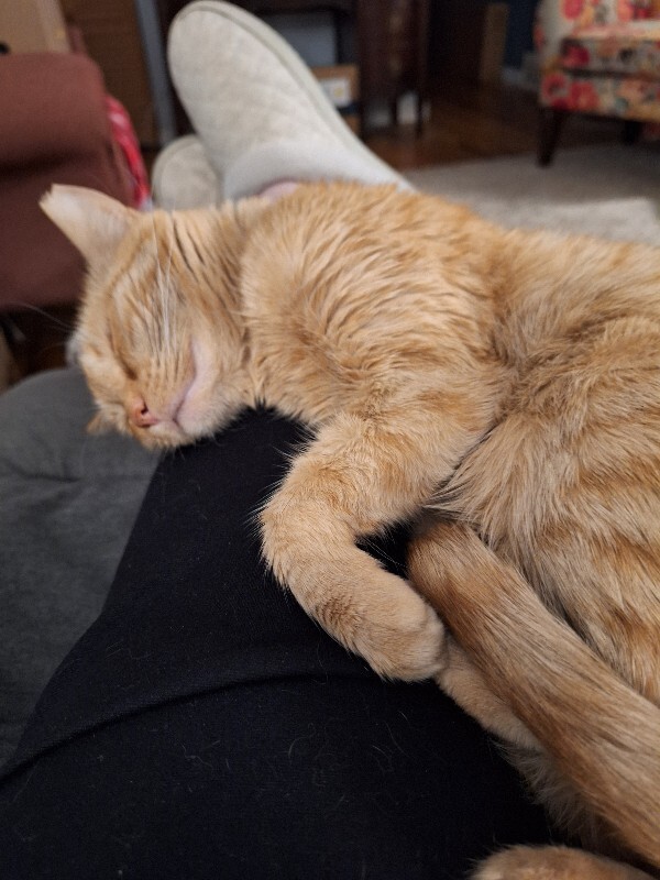 Picture of the Animal Listed