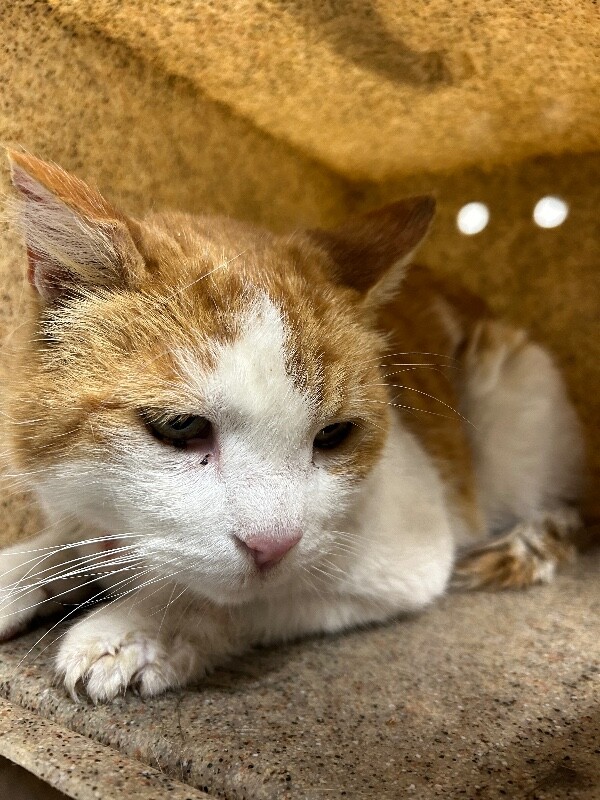 Picture of the Animal Listed