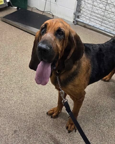 Picture of the Animal Listed