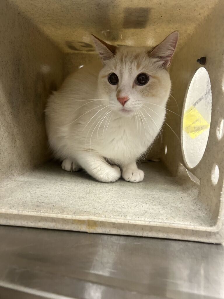 Picture of the Animal Listed