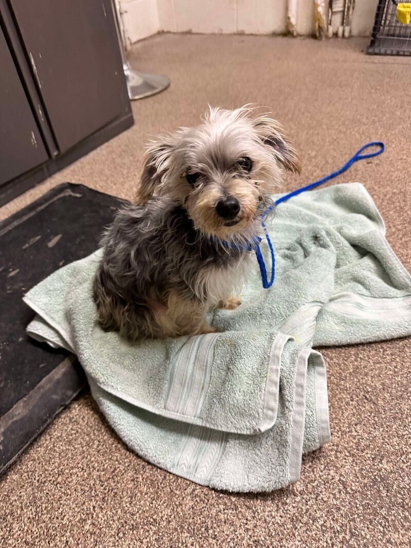 Picture of the Animal Listed