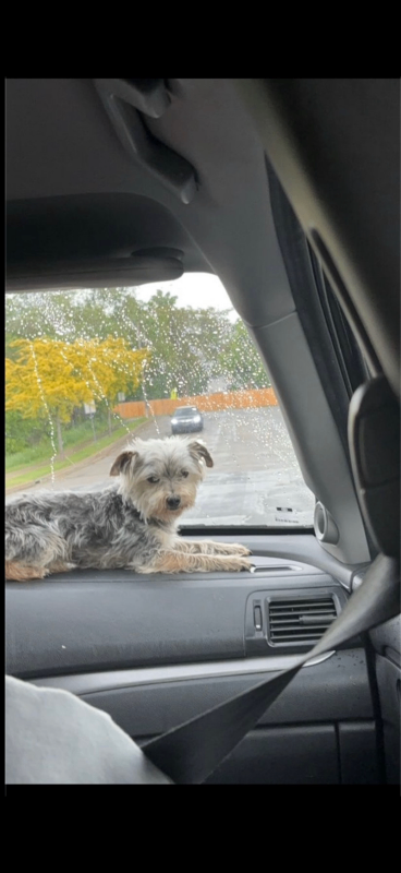 Picture of the Animal Listed