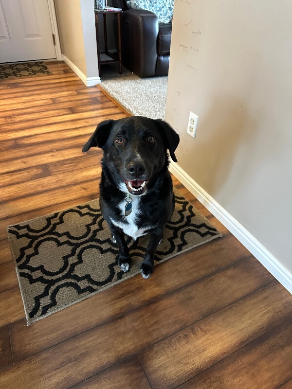 Picture of the Animal Listed