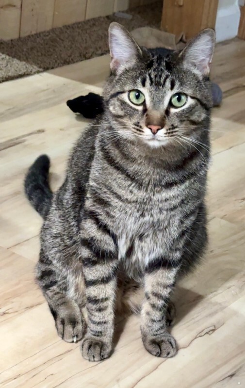Picture of the Animal Listed